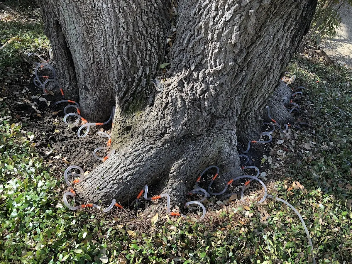 Detailed Shrub and Hedge Trimming job site in Campton