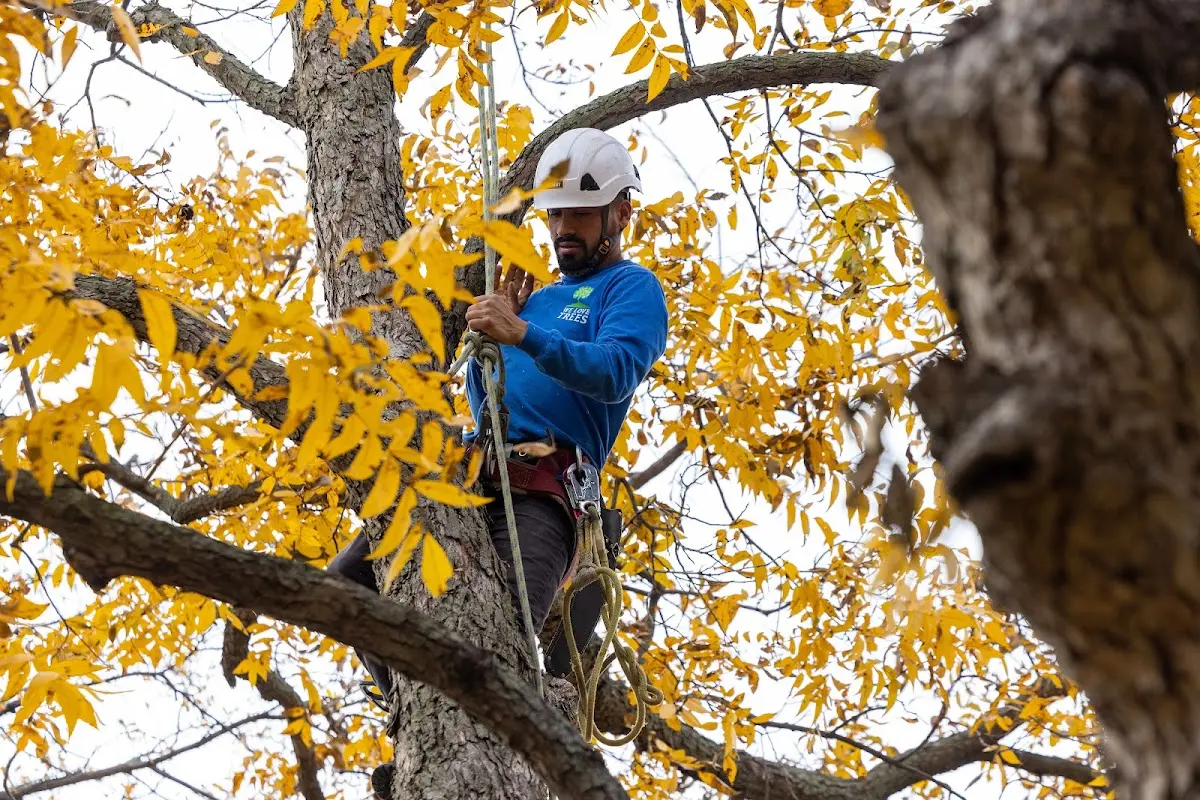 Skilled Tree Trimming crew working in Campton
